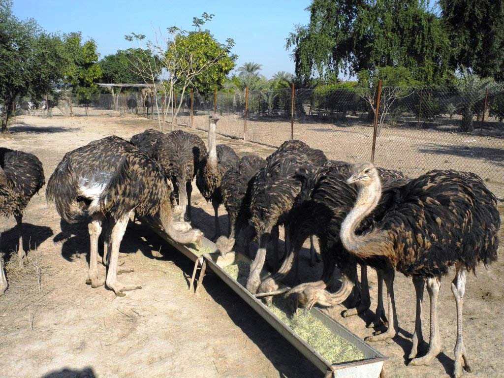 افتتاح واحد پرورش شتر مرغ در مهریز