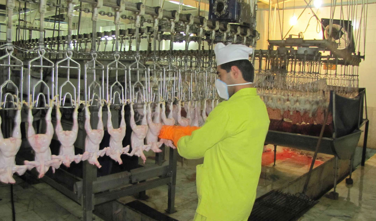 کشتارگاه‌ها پاشنه‌آشیل اجرای طرح کاهش وزن و سن کشتار مرغ