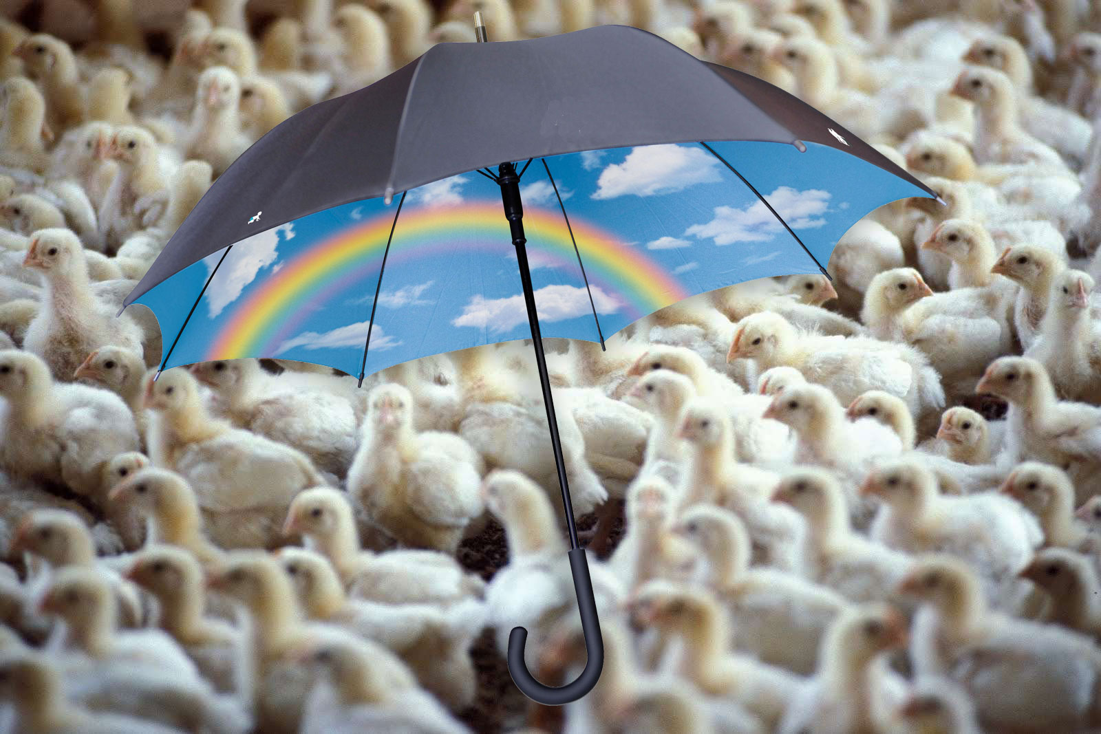 نارسایی در پوشش بیمه‌ای صنعت مرغداری/برای کاهش خسارات آنفولانزای مرغی چه برنامه‌ای وجود دارد؟