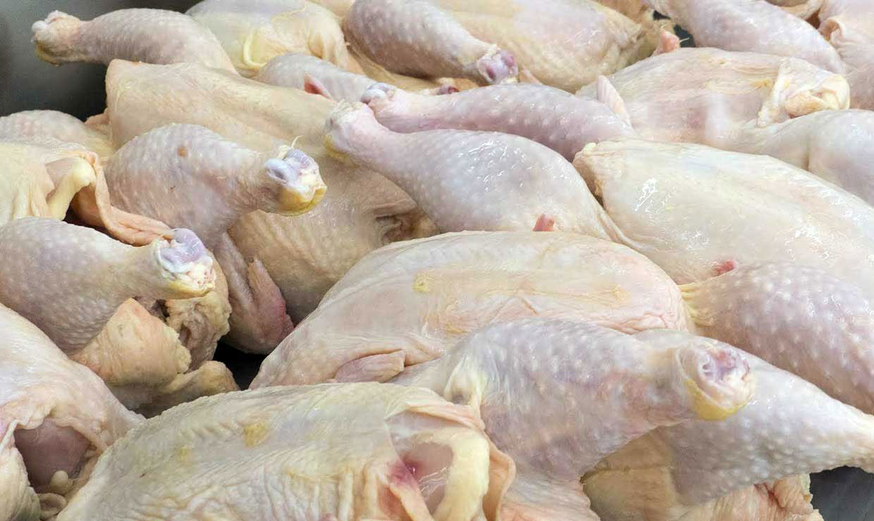 خودکفایی 57 درصدی سیستان و بلوچستان در تولید گوشت مرغ