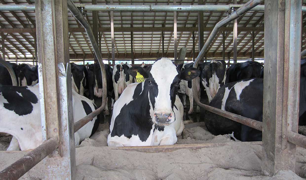 کاهش تولید شیر در پی عدم تأمین نهاده‌های دامی