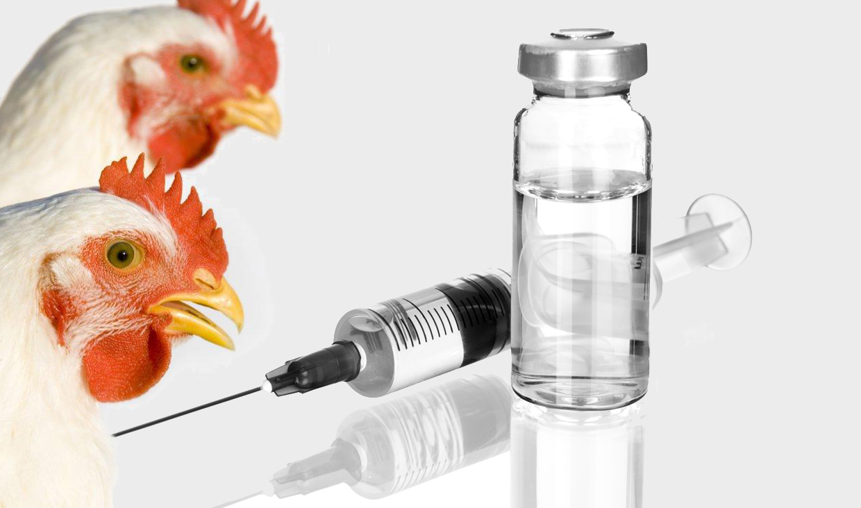 پنج میلیون و ۴۸۰ هزار قطعه طیور علیه بیماری آنفلوآنزای فوق حاد پرندگان ایمن سازی شدند