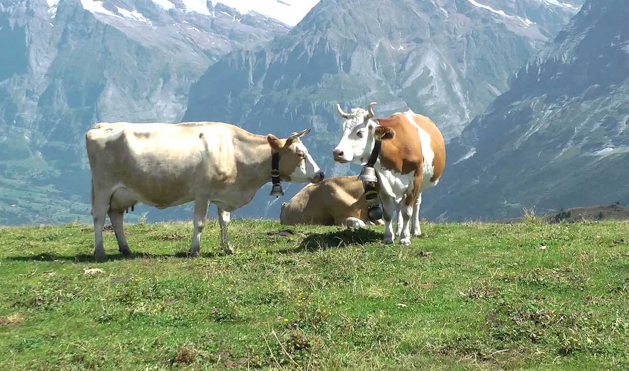 جابجایی شیردان