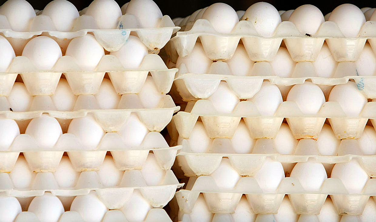 تصمیم گیری برای تولید تخم مرغ توسط ۴ نهاد دولتی