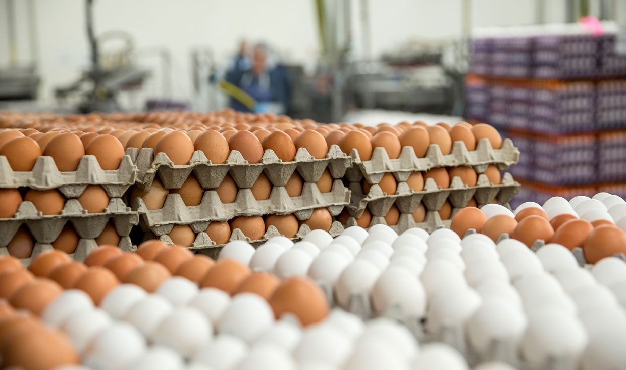 سالانه ۹۰۰ هزار تن تخم‌مرغ در کشور تولید می‌شود