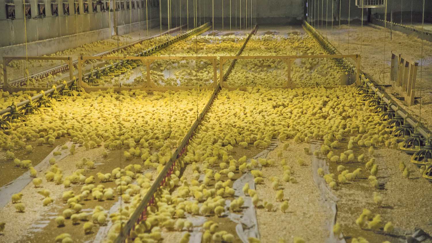 تایید سلامت برای جوجه ریزی و کشتار مرغ ضروری است
