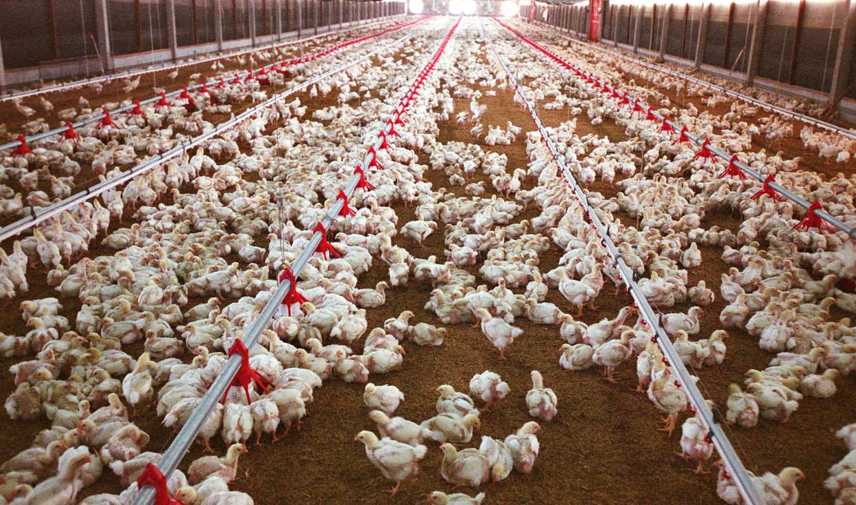  نحوه توزیع نهاده‌های مورد نیاز واحد‌های تولیدی مرغ تخم‌گذار تعیین شد