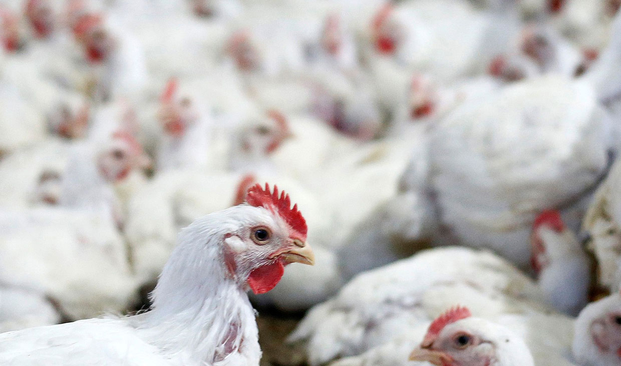  افزایش قیمت مرغ به معدوم‌سازی جوجه‌های یک‌روزه ارتباط دارد