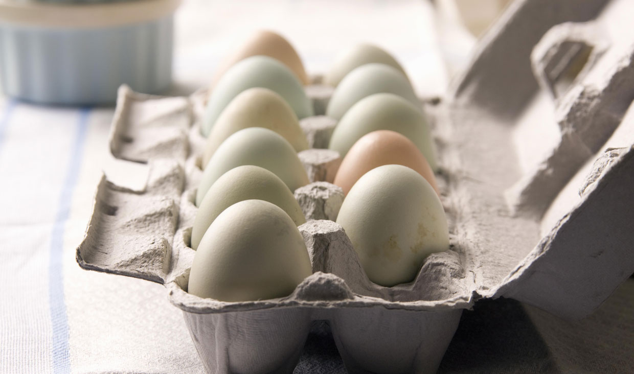 تغییر نرخ مصوب تخم مرغ درب مرغداری