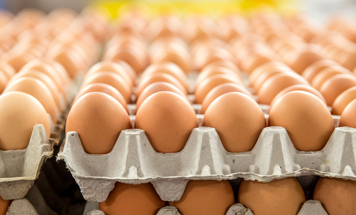 تولید تخم مرغ به یک میلیون تن می رسد