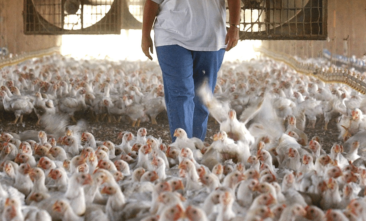 زیان ۱۱۰۰ میلیارد تومانی مرغداران در ماه‌های اخیر
