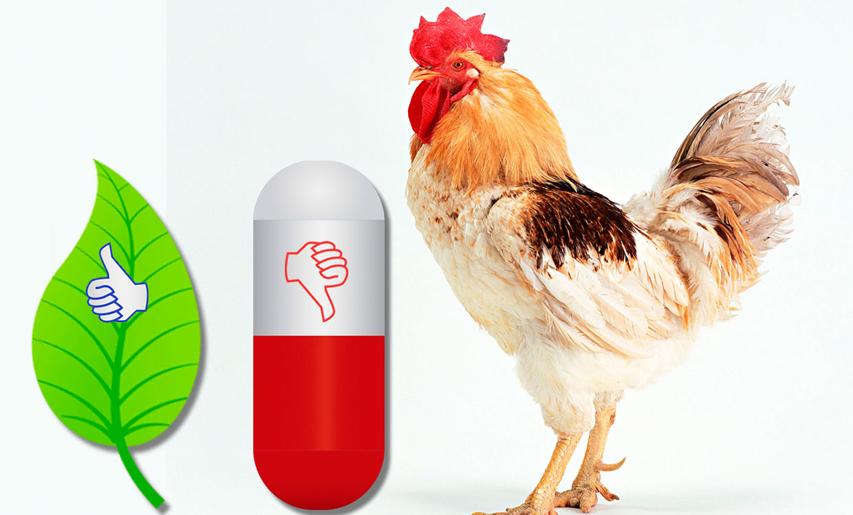 اعطای وام 10 میلیون دلاری برای پروژۀ کاهش مصرف آنتی بیوتیک در مرغداری