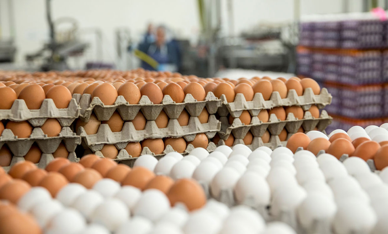 آمار صادرات تخم مرغ در سال ۹۷ به صفر رسید