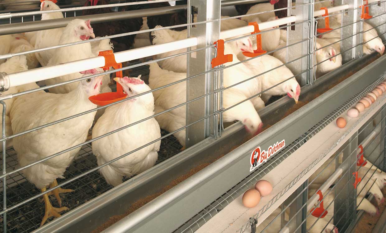 کاهش تولید تخم مرغ