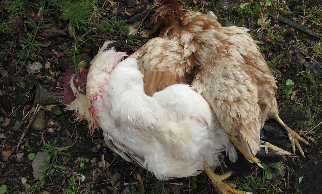 نیوکاسل، 180هزار مرغ گوشتی در قم را تلف کرد