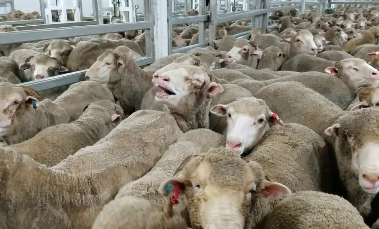 نرخ گوسفند زنده در عید قربان