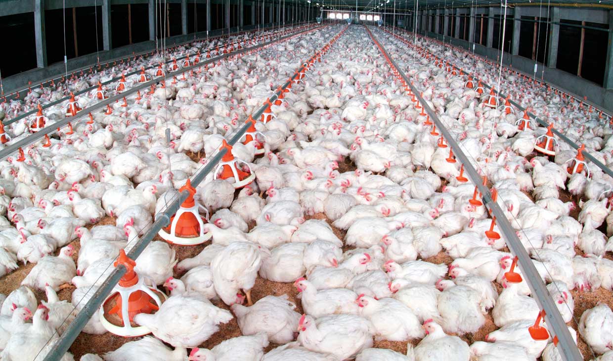 خطر مرگ میلیون‌ها مرغ در مرغداری‌های چین