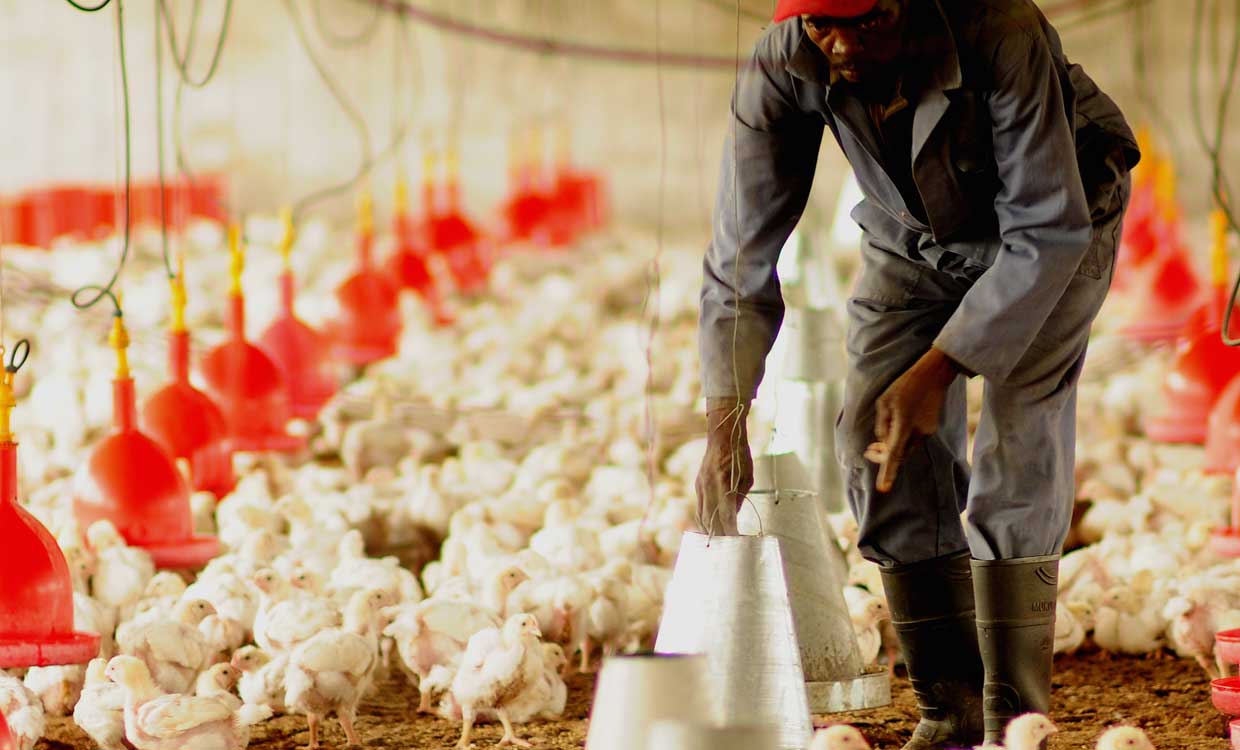 مرغی که مردم 15 هزار تومان خریداری می‌کنند برای مرغدار صرف ندارد