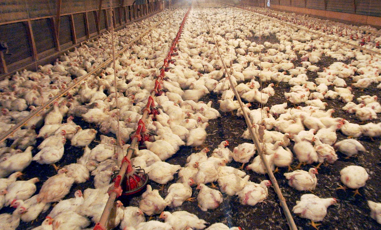 پیش بینی افزایش 72 هزار تنی تولید گوشت مرغ در پایان سال