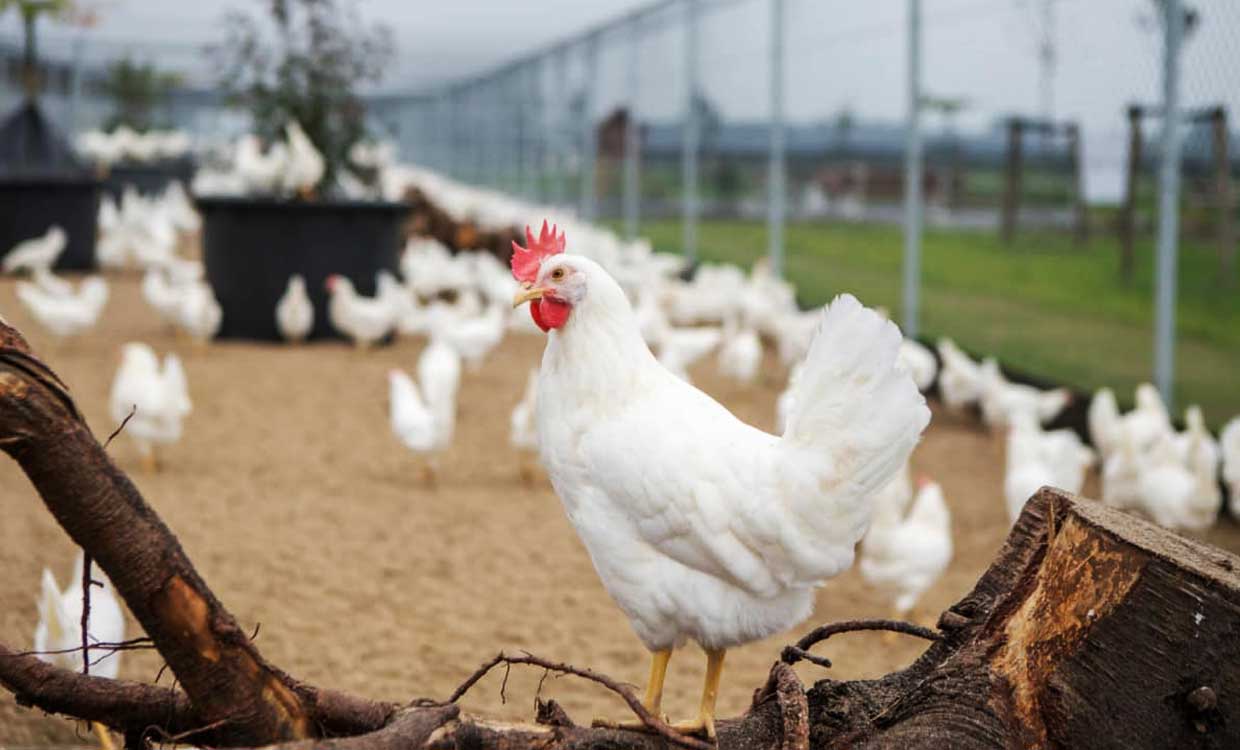 مرکز آمار : کاهش هزینه تولید مرغ و تخم‌مرغ