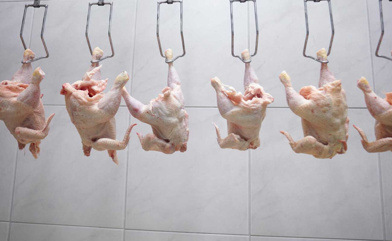 خرید مرغ مازاد تولیدکنندگان بدون محدودیت ادامه دارد