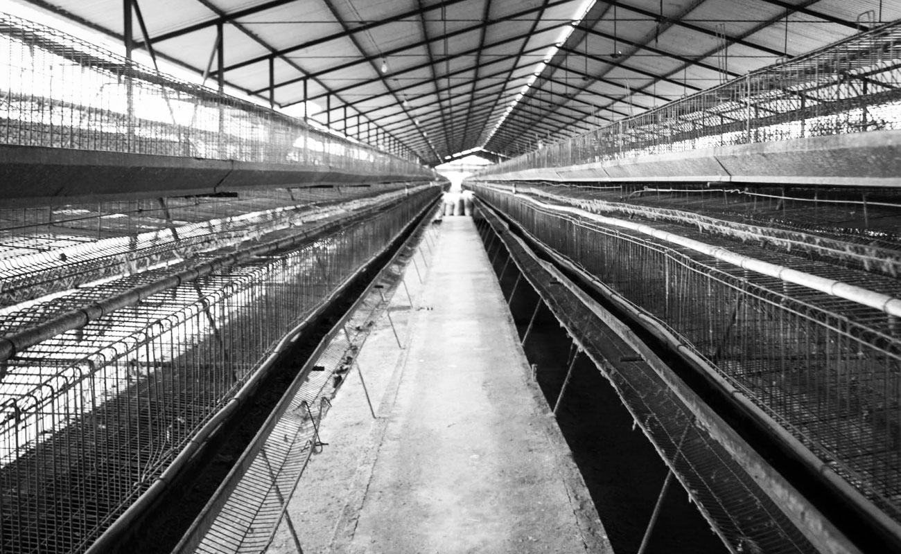 صنعت مرغ تخم‌گذار ‌خراسان رضوی روزانه یک میلیارد ضرر می‌کند