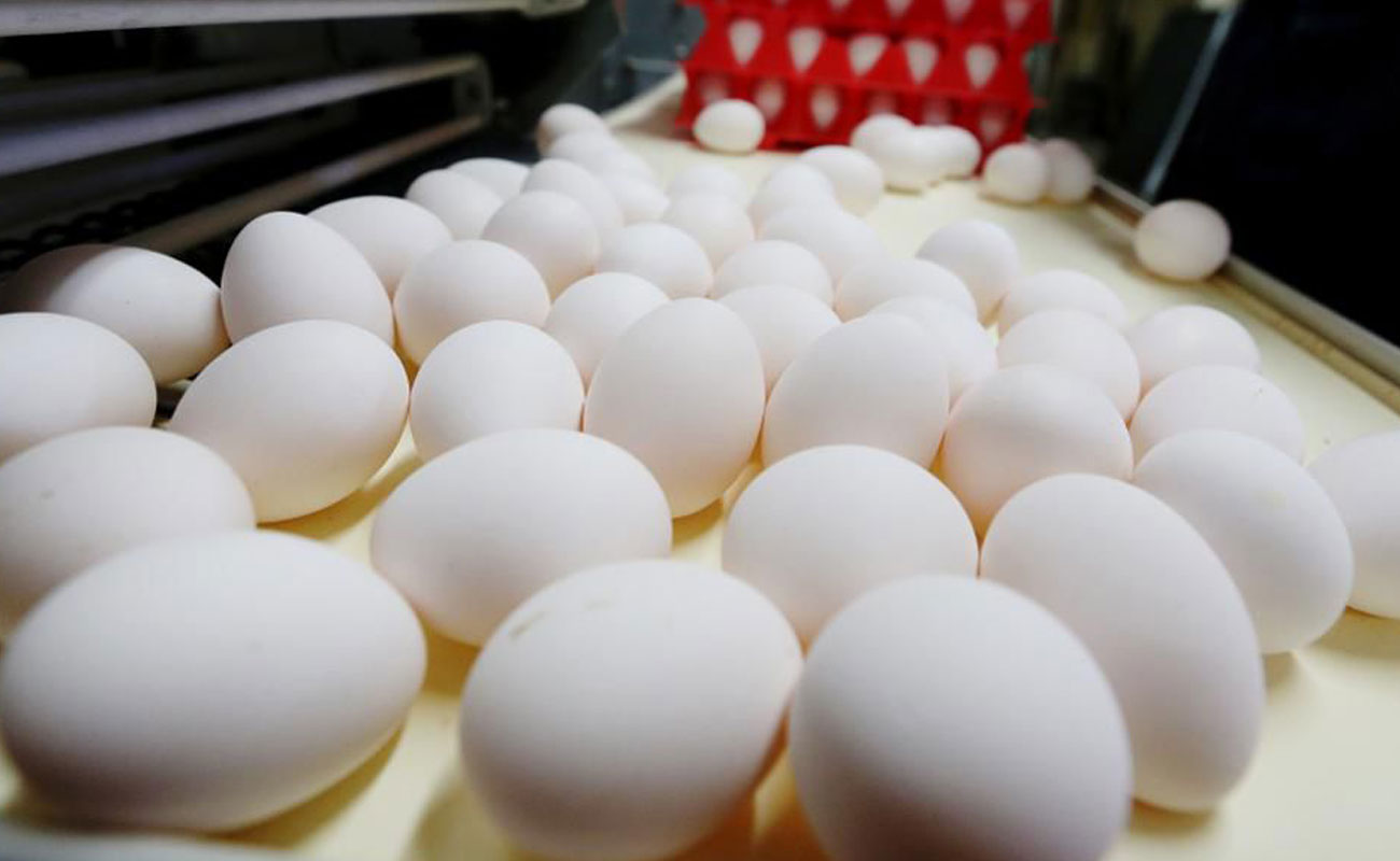آمادگی مرغداران برای عرضه مستقیم تخم مرغ