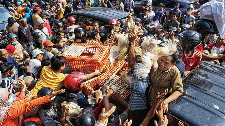 افت شدید قیمت مرغ در جاکارتا