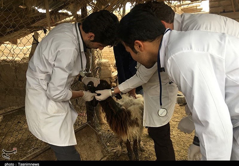 جذب ۵۰۰ مسئول فنی بهداشتی در دامداری و مرغداری‌های استان تهران