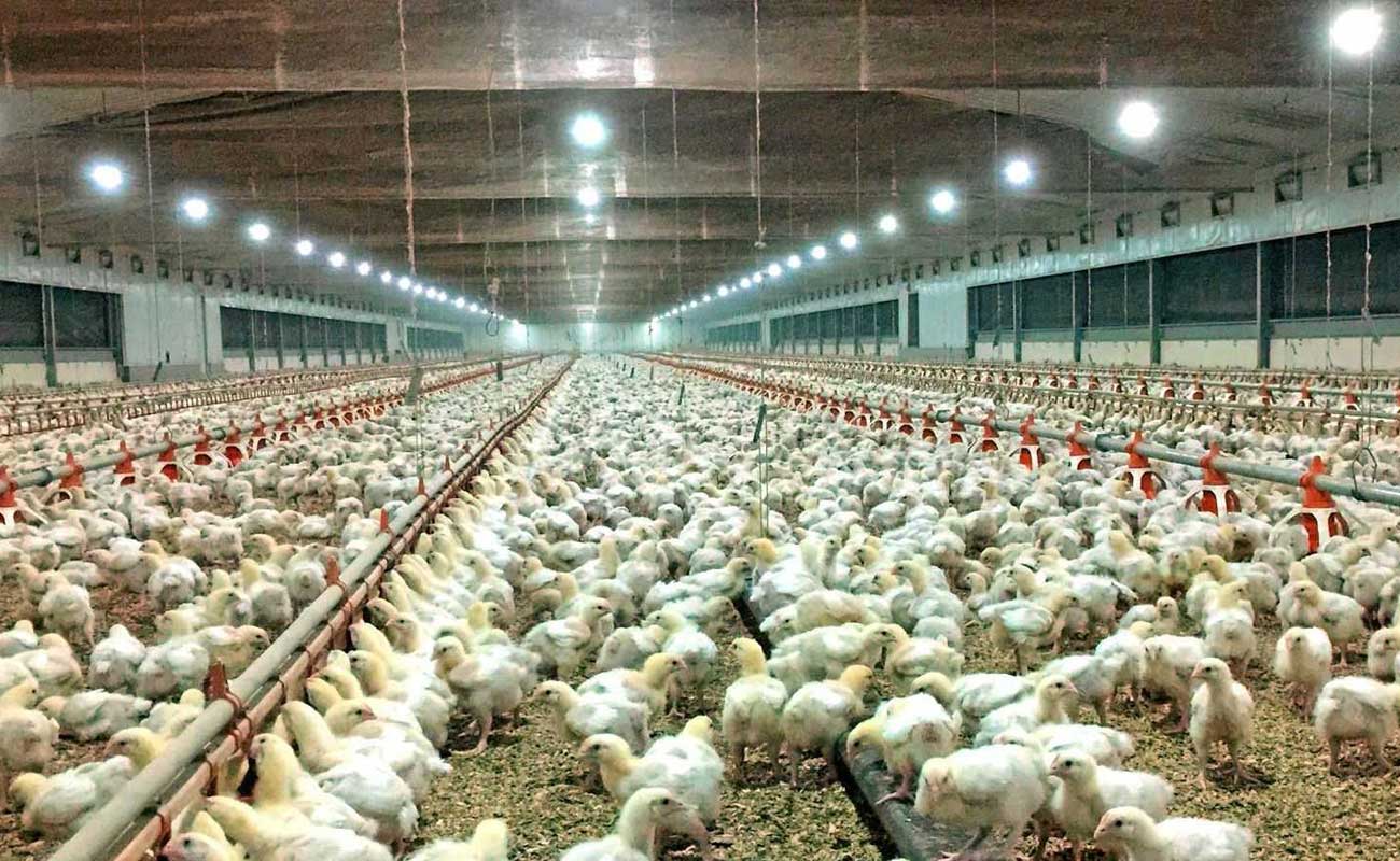 امید به کاهش تعرفه صادرات مرغ