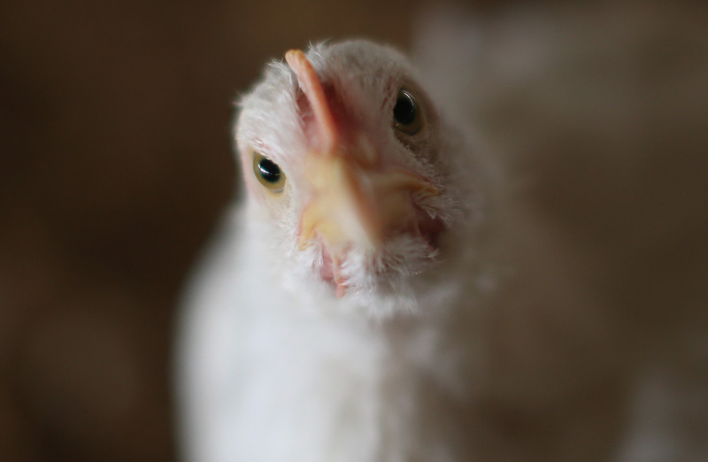 مرغداران اوکراینی از تقاضای چین برای واردات بهره مند می گردند!
