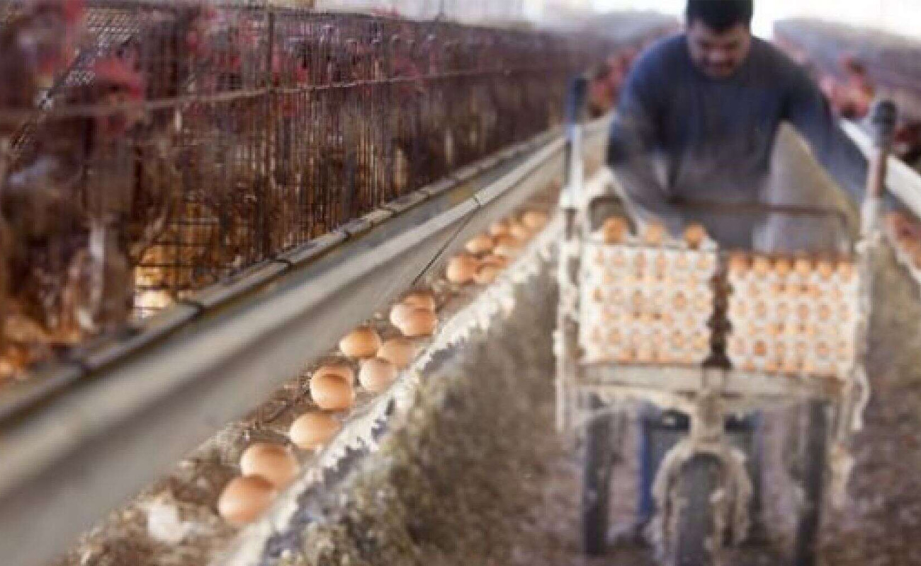 عوارض صادراتی تخم مرغ تعیین شد