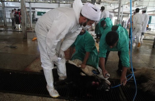 حذف ناظر دامپزشک به بهانه کاهش هزینه‌های واردات گوشت
