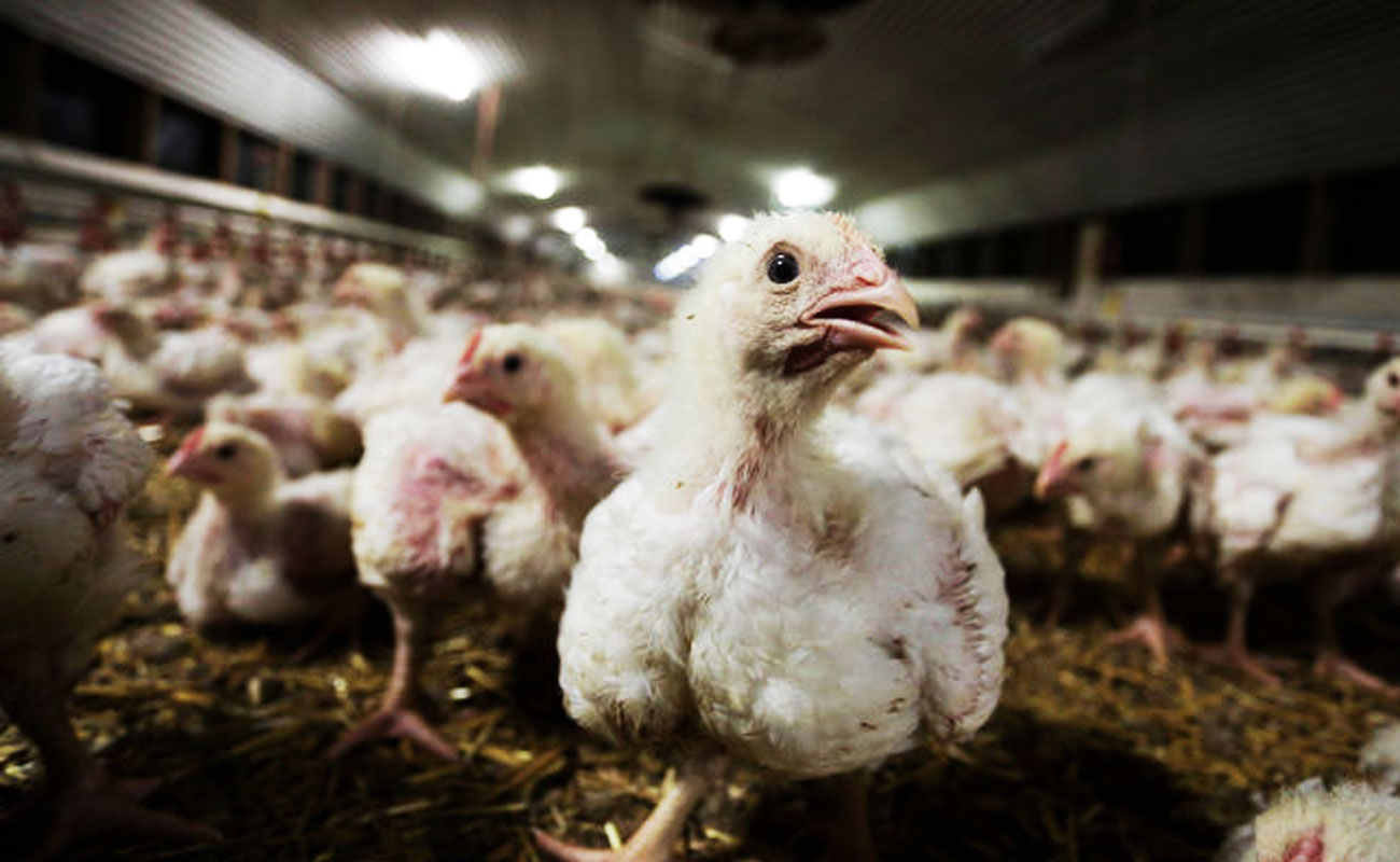 ۲۷ هزار مرغ در انگلیس به دلیل آنفلوآنزای مرغی معدوم شد