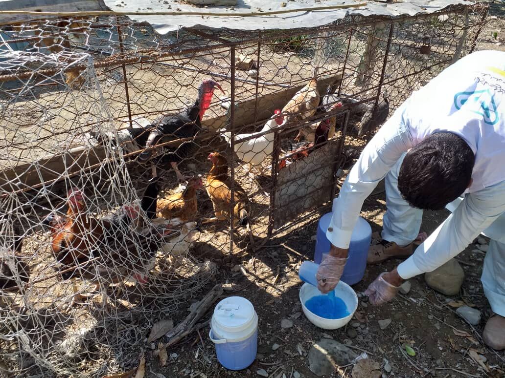  ایمن‌سازی طیور علیه آنفلوآنزای فوق حاد پرندگان