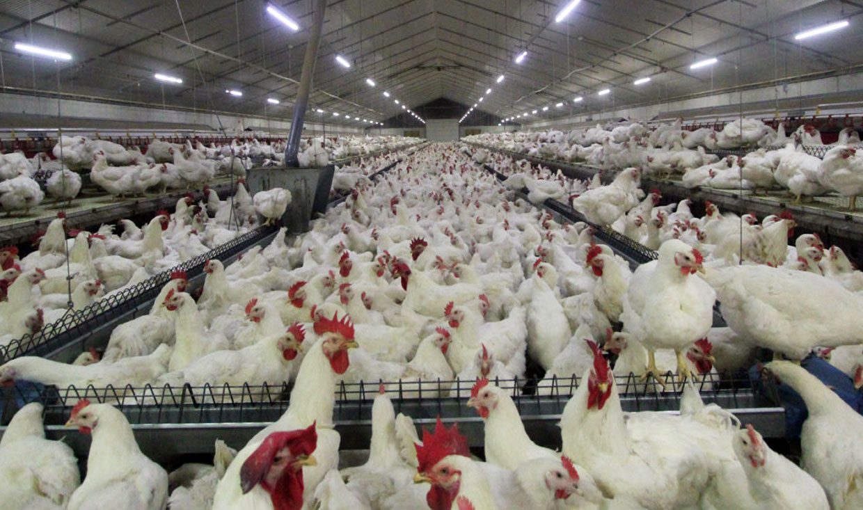میزان تولید مرغ در کشور بسیار بیشتر از تقاضای بازار است