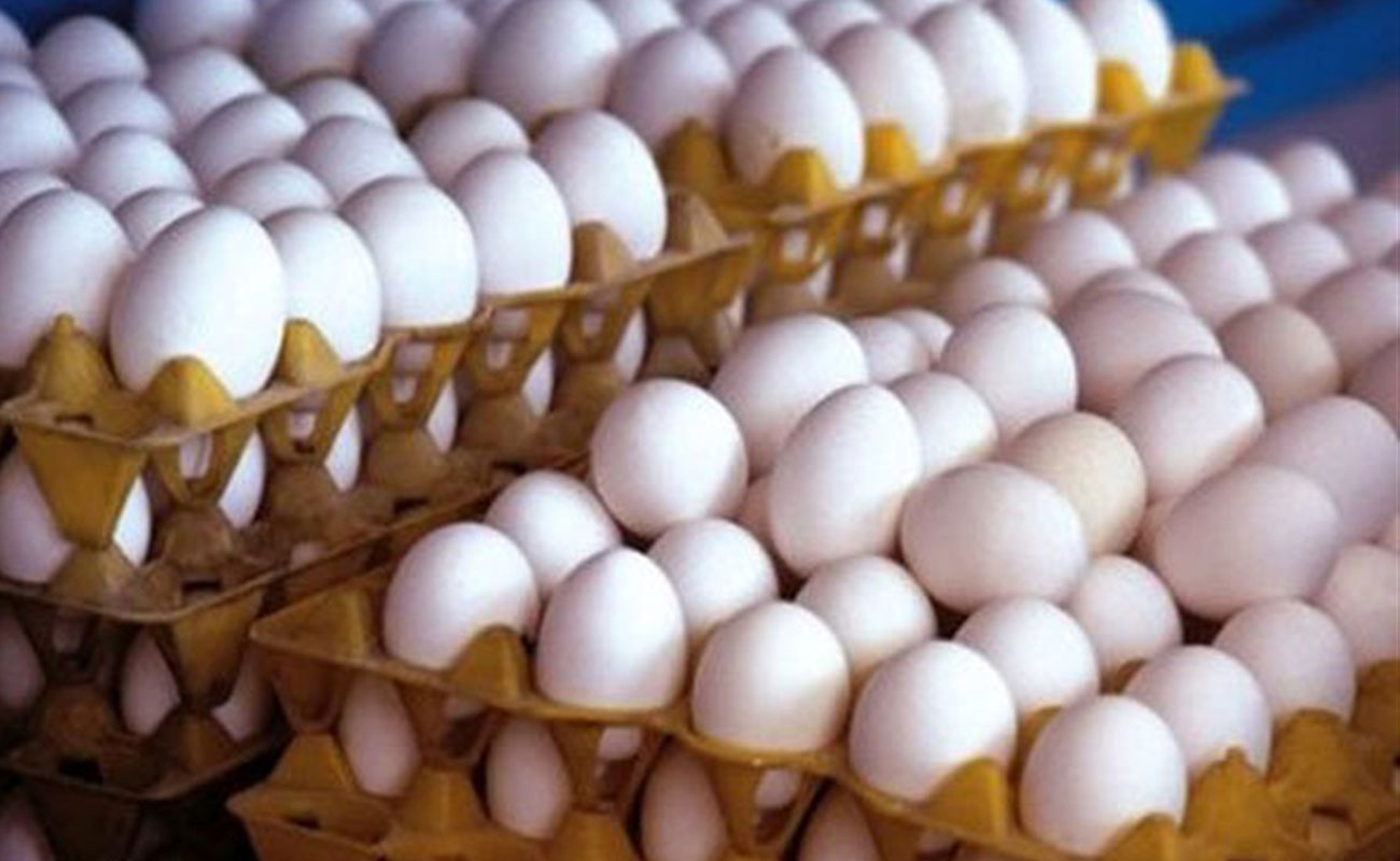 صادرات تخم مرغ نطفه دار گوشتی و تخم گذار آزاد شد