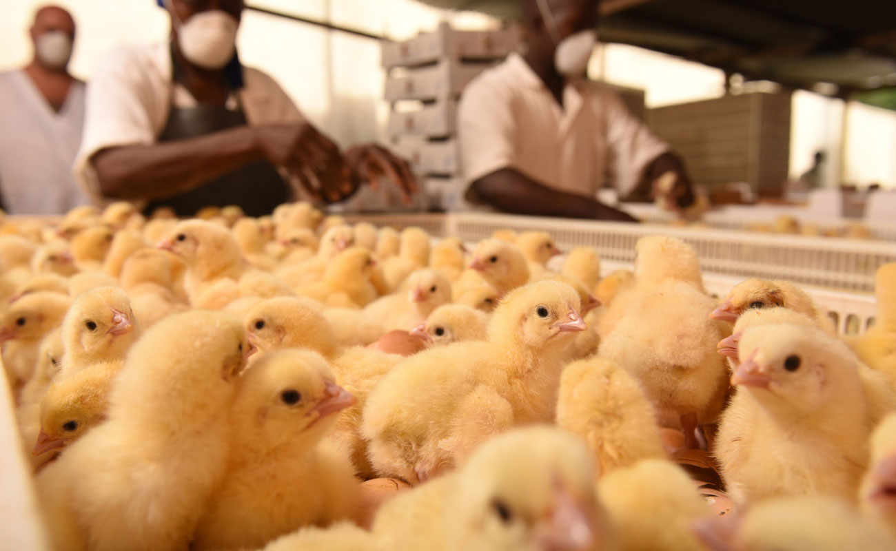 بالا رفتن قیمت مرغ نتیجه عدم جوجه ریزی در استان‌های جنوبی است