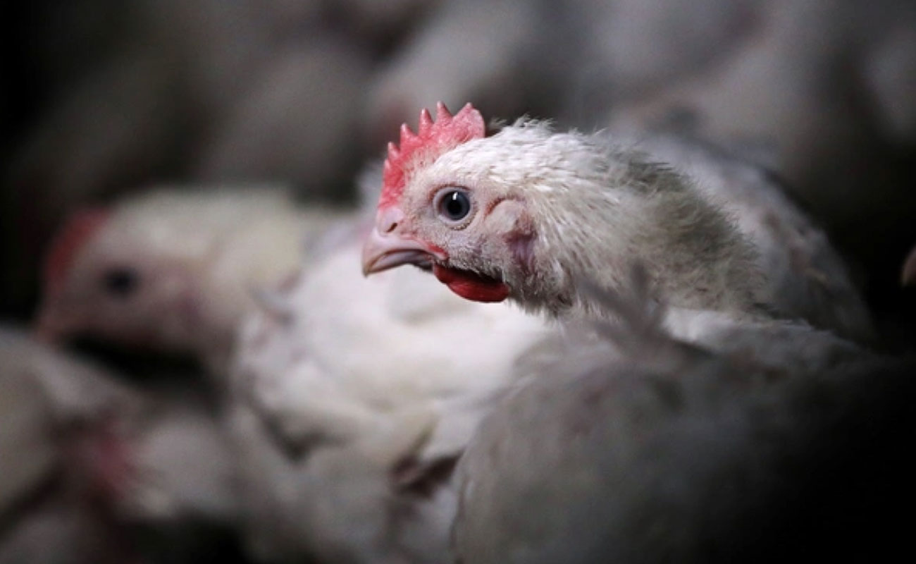 صنعت مرغ در کشور دچار ورشکستگی شده است