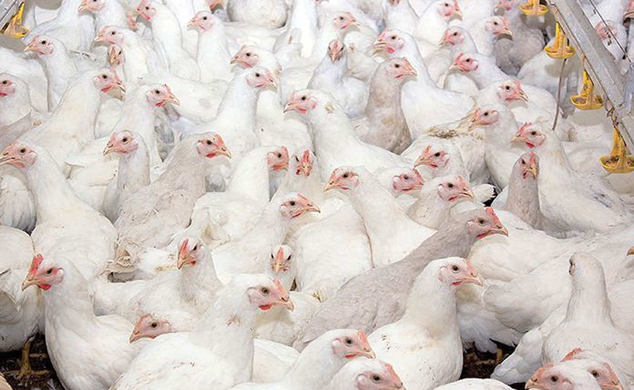 برنامه ریزی برای تولید ۳۰۰ هزار تن مرغ در گلستان