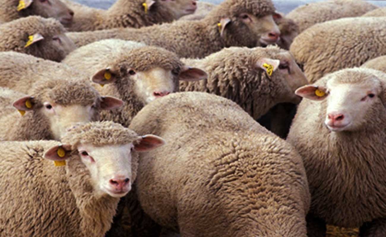چگونه از طریق سایت دامکالا گوسفند زنده سالم را خریداری کنیم؟