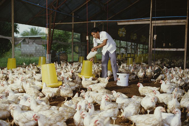 اعلام ضرب‌الاجل برای کاهش قیمت مرغ