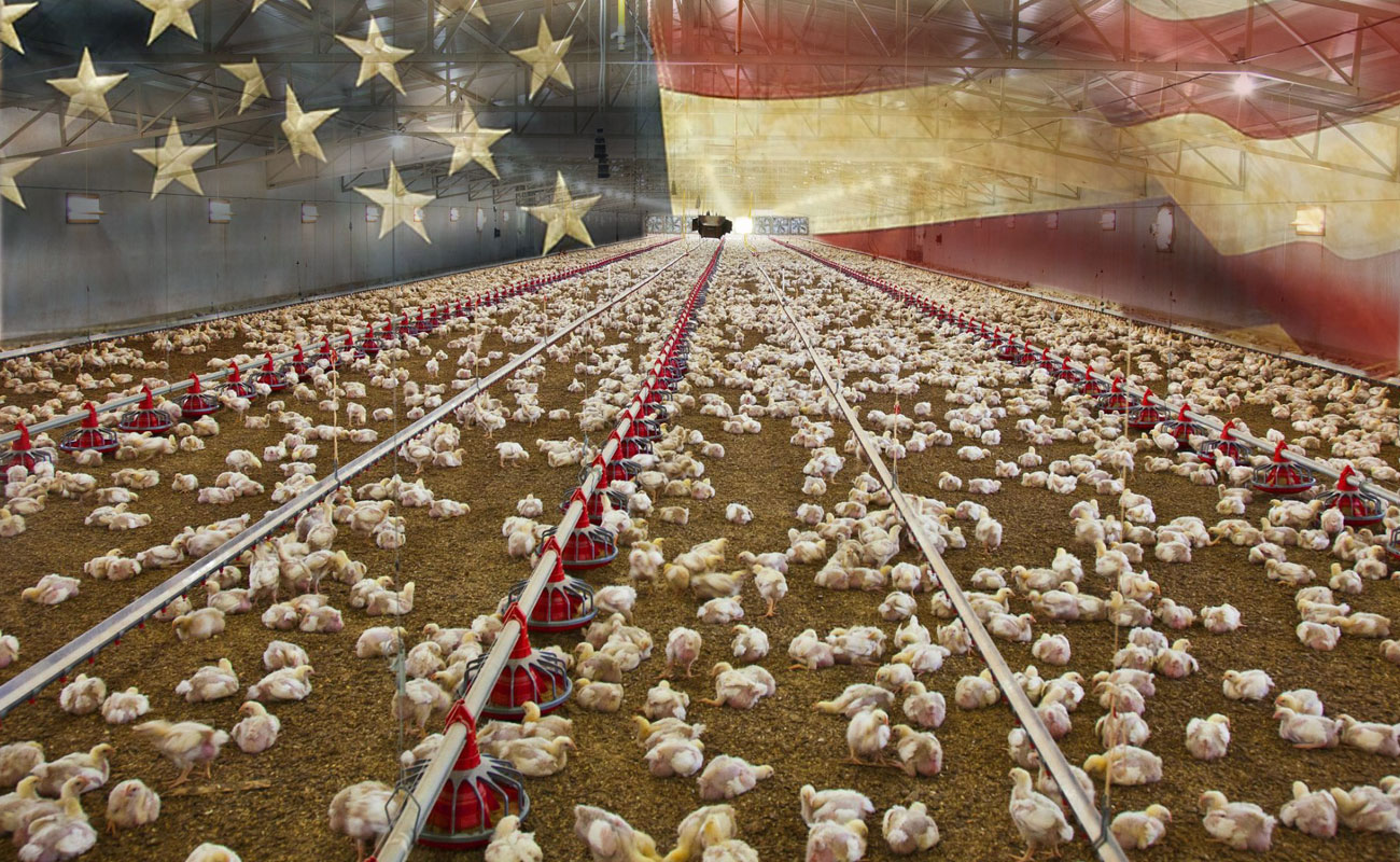 صنعت مرغ گوشتی امریکا با وجود کووید 19 