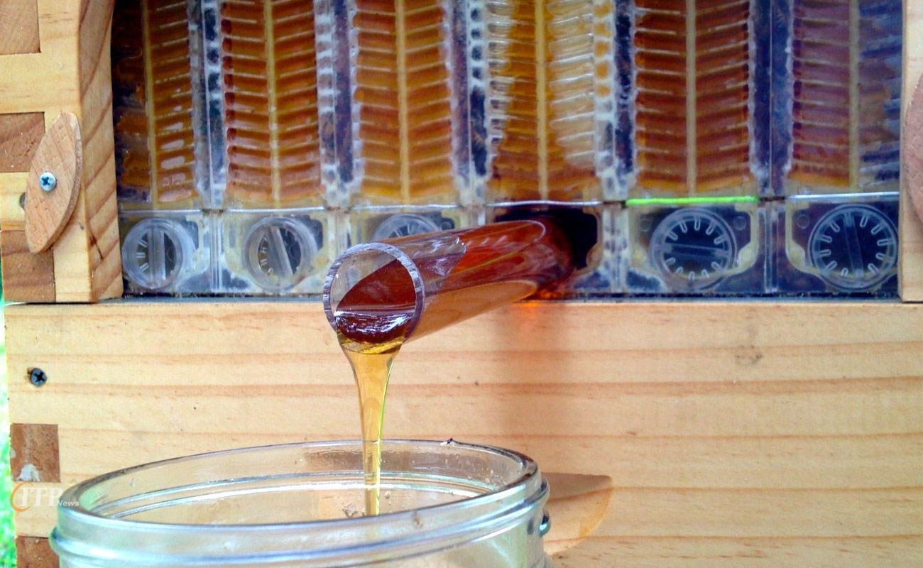 تولید بیش از دو هزار تن محصولات جانبی از کندوهای عسل لرستان