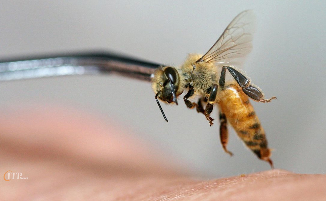 زهر زنبور صادراتی
