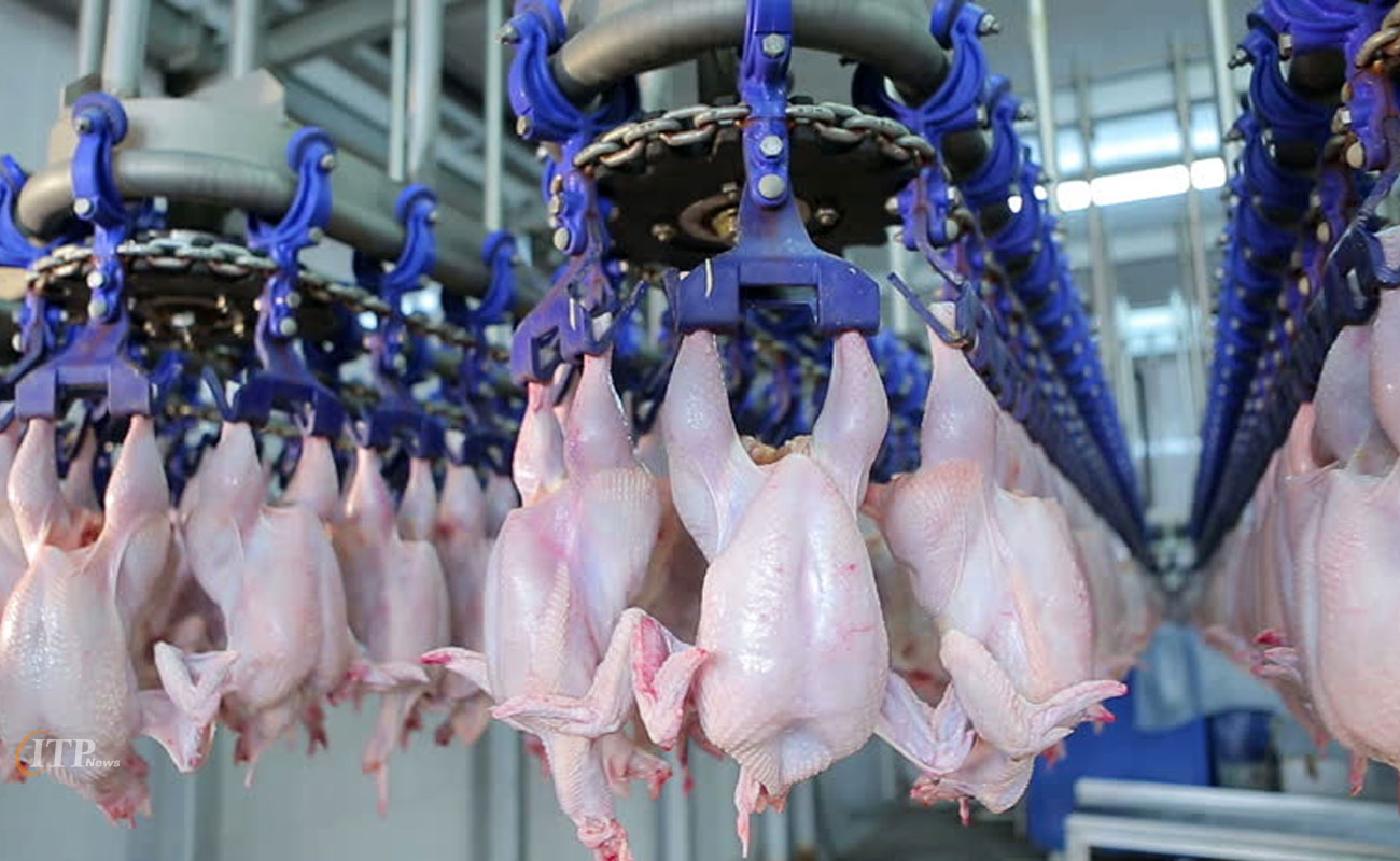 افزایش قیمت مرغ به دلیل افزایش قیمت نهاده‌ صحت ندارد