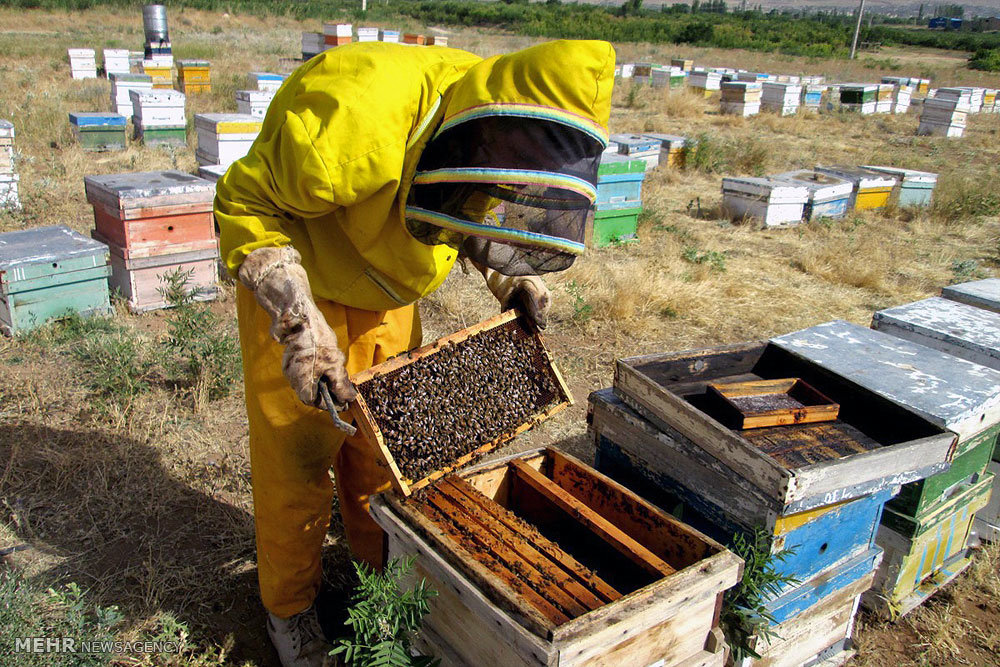 برداشت ۸ تن عسل در بخش رخ شهرستان تربت‌حیدریه