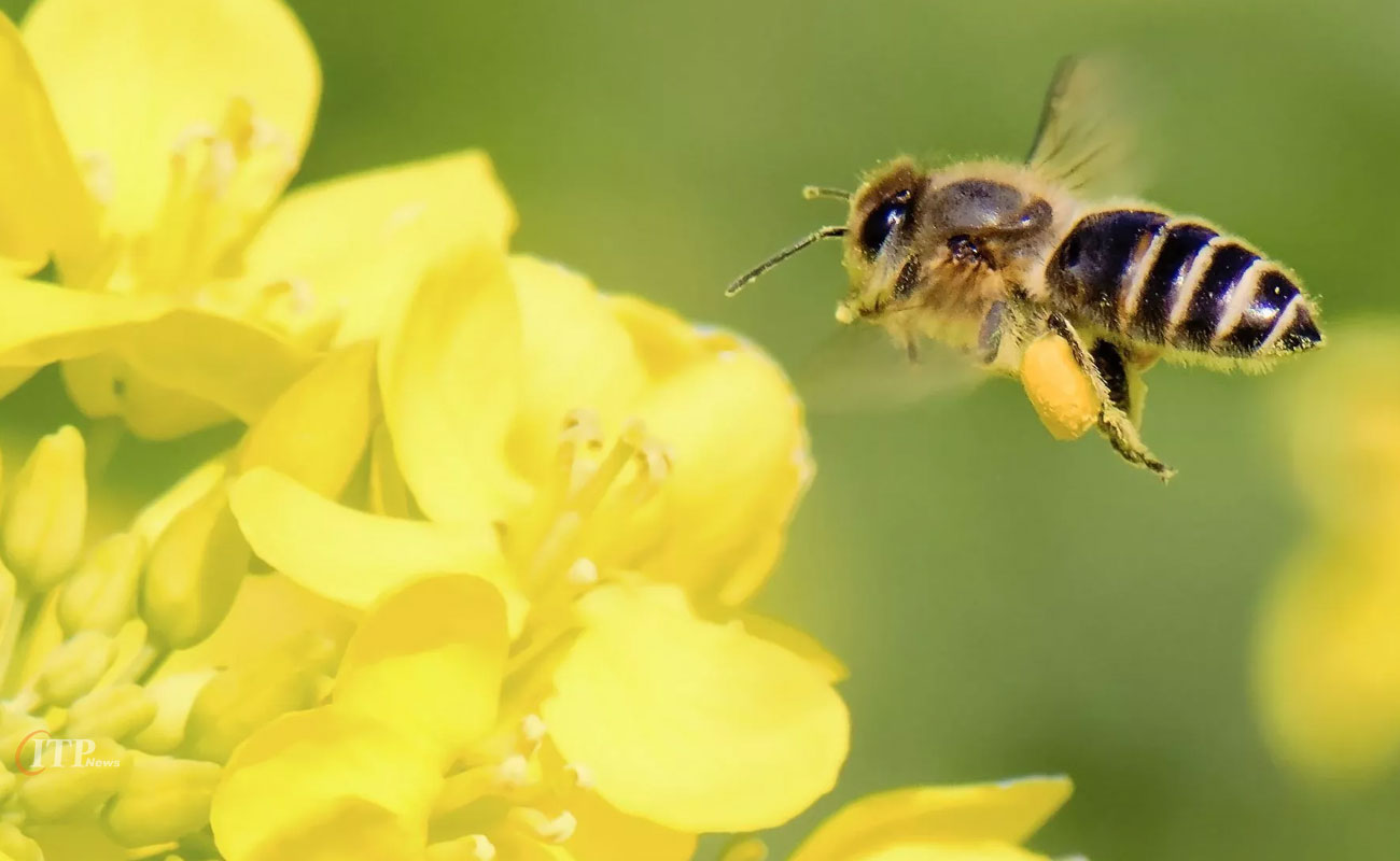 زنبورهای خراسان جنوبی دو برابر سال ۹۸ عسل تولید کردند 