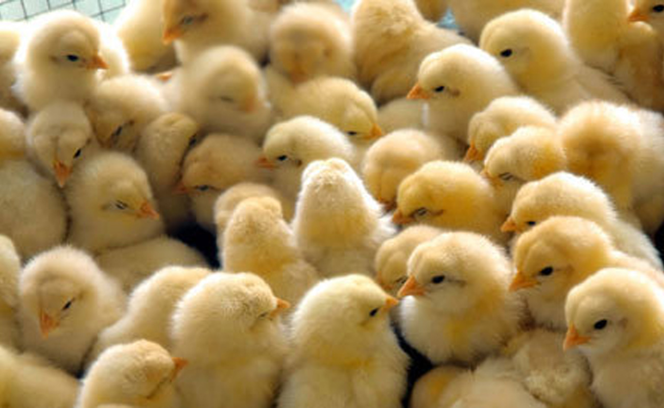 جوجه ریزی در مرغداری‌های قزوین امسال ۷.۶ درصد رشد یافت