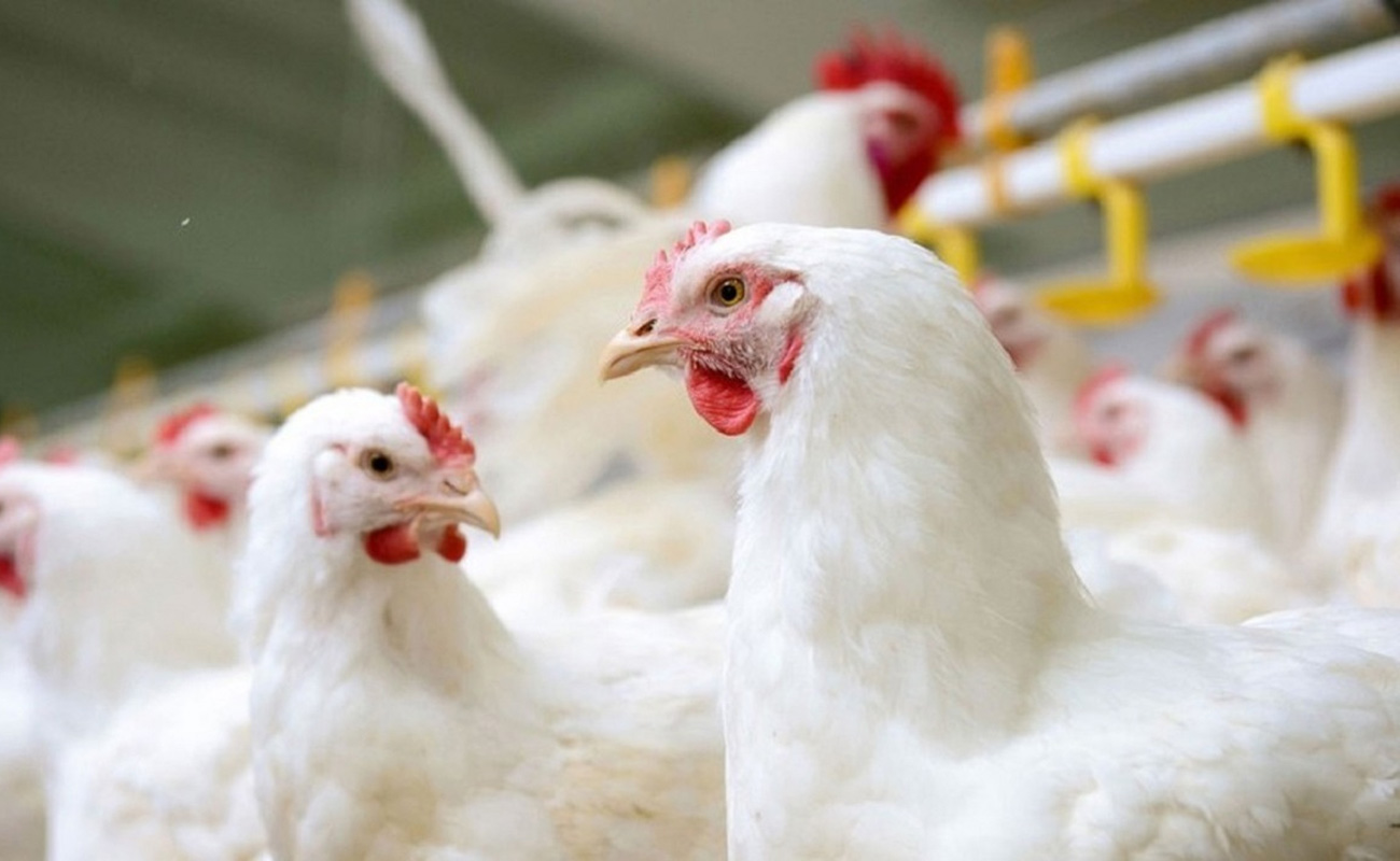   گرانی مرغ در روزهای آتی با کاهش تولید